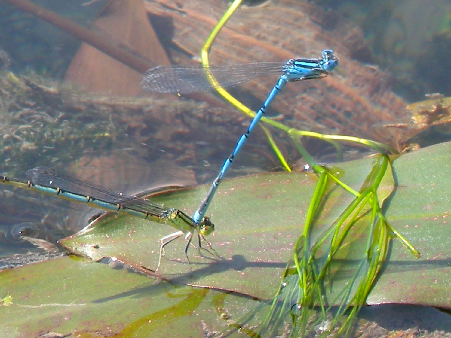 Identificazione incerta - Erythromma lindenii